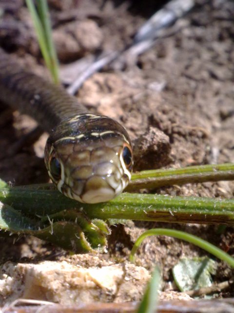 biacco